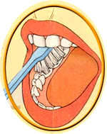 Dental Basics