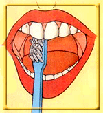 Dental Basics