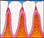 Healthy Mouth